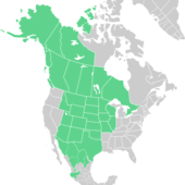 Symphyotrichum falcatum distribution map