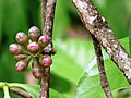 Flower buds