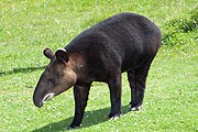 Brown tapir