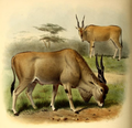 Illustration of T. o. oryx.
