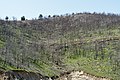 Image 46Burned forest on Thasos (from Forest)