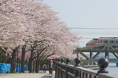 Jimmy賞櫻的隅田公園