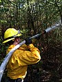 Image 15Wildland firefighter working a brush fire in Hopkinton, New Hampshire, US (from Wildfire)