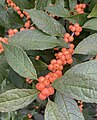 'Winter Gold' variety showing orange berries.