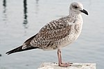 Gaviota joven en Pontevedra