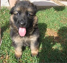 Chiot ébouriffé noir et beige, oreilles pliées, langue rose pendante