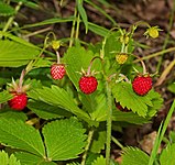 Fragraria vesca or 'woodland strawberry'