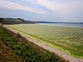 Algues vertes sur la plage de Trezmalaouen en période estivale.