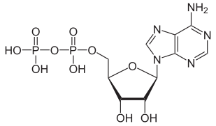 Adenosina difosfato (ADP)