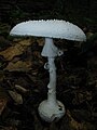 Amanita abrupta