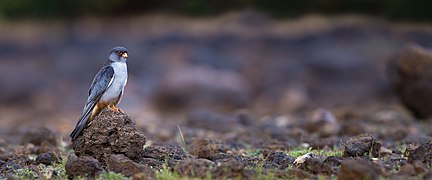 Amur falcon male in a rocky habitat in Maharashtra, India