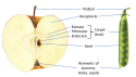 Apple vs peapod anatomy