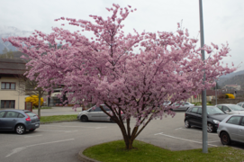 Arbre en fleurs à Faverges