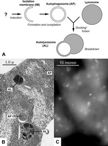 A depiction of Autophagy.