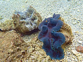 Hippopus hippopus & Tridacna maxima.