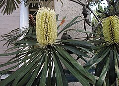 Description de l'image Banksia aquilonia1.jpg.