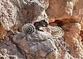 Barbary ground squirrel perched on rocky outcrop near Essaouira