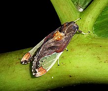 Close-up of Bertholdia flavidorsata moth, sitting on a plant