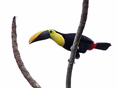 Toucan tocard (Ramphastos ambiguus)