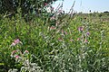 Pink florets of the Echium judaeum