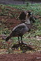 slika 5. Branta sandvicensis