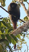 Callicebus coimbrai