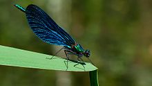 Calopteryx virgo