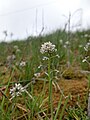 Capsella bursa-pastoris Ce truc est minuscule, attention à l'échelle.