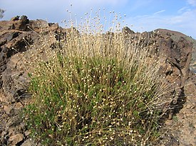 Teidenpensaskaunokki (Cheirolophus teydis)