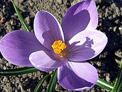 Crocus