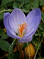 Crocus speciosus