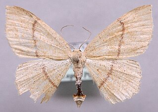 Backgördelmätare, Cyclophora quercimontaria