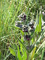 Cynoglossum officinale