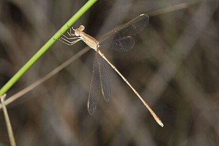 Lestes concinnus male