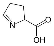 L'acide 1-pyrroline-5-carboxylique, un acide iminé ayant une imine secondaire.