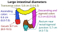 Inner diameters of different sections of the large intestine, with ascending colon (at left) measuring on average 6.6 cm (range 6.0-7.0 cm).[2]