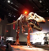 Tyrannosaurus on display