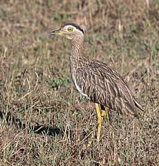 Double-striped thick-knee