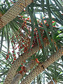 Canary Islands Dragon Tree