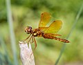 Image 87Male eastern amberwing dragonfly in the Brooklyn Botanic Garden