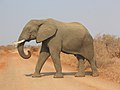 African bush elephant crossing a road