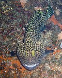 Epinephelus merra