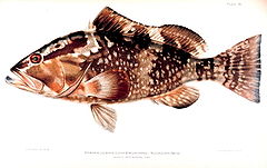 Description de l'image Epinephelus_morio.jpg.