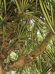 Feuilles de pandanus