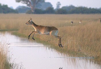 'n Koei in die Okavangodelta, Botswana.