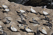 Fous de Bassan adultes au niveau de Muriwai, adultes et un jeune oiseau