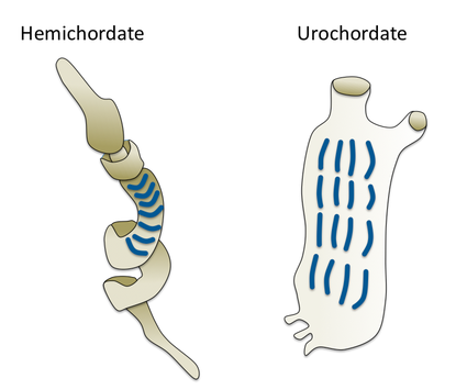 image showing gill slits in acorn Worm and tunicate