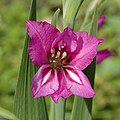 Gladiolus imbricatus