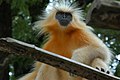 A Golden langur in Assam