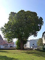 Linde am Kirchplatz